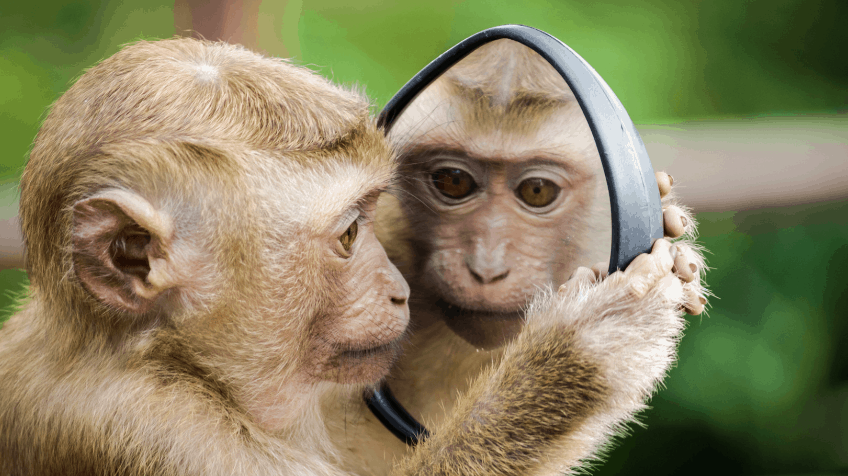 ein Affe sieht in einen Spiegel und erblickt sein Spiegelbild