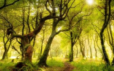 Die geheimen Botschaften der Märchen: warum der Wald darin so wichtig ist